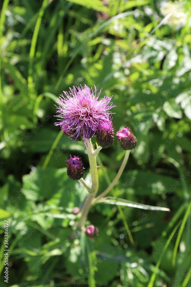 thistle blooming in the summer garden thistle blooming in the summer garden
