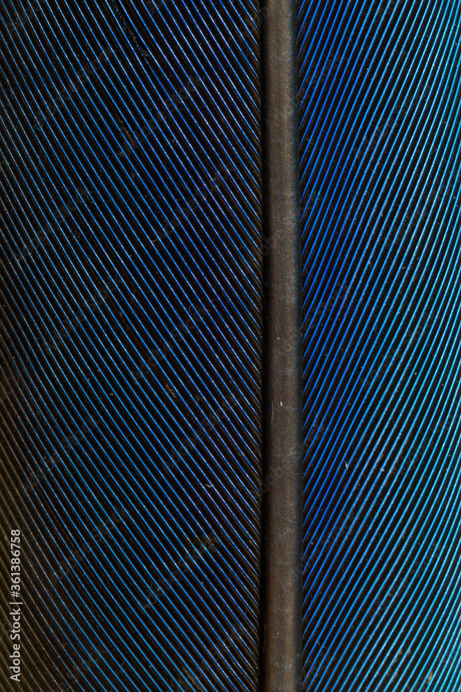 Obraz premium Beautiful Bright Blue Parrot Feather Close up Detail Texture. Abstract Pattern Background