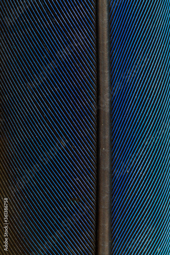 Beautiful Bright Blue Parrot Feather Close up Detail Texture. Abstract Pattern Background