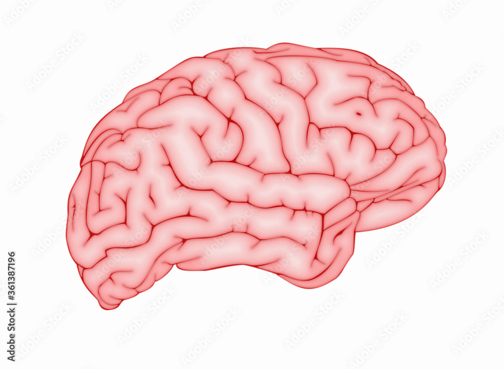 Brain.