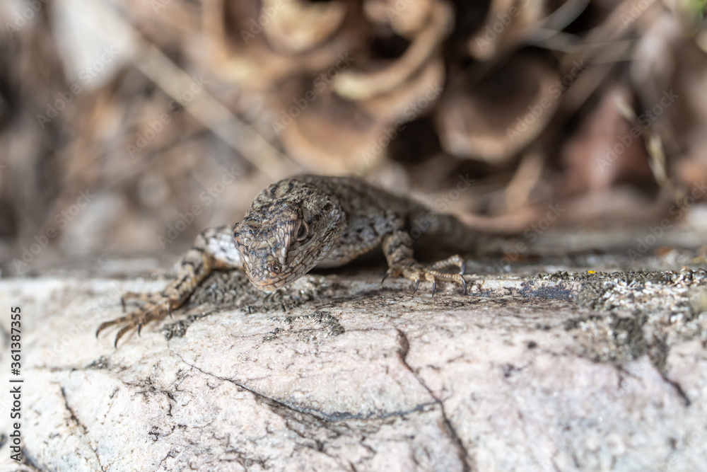 Western fence lizard (Sceloporus occidentalis longipes) looks towards the camera while perched on a granite boulder in Great Basin National Park Western fence lizard (Sceloporus occidentalis longipes) looks towards the camera while perched on a granite boulder in Great Basin National Park