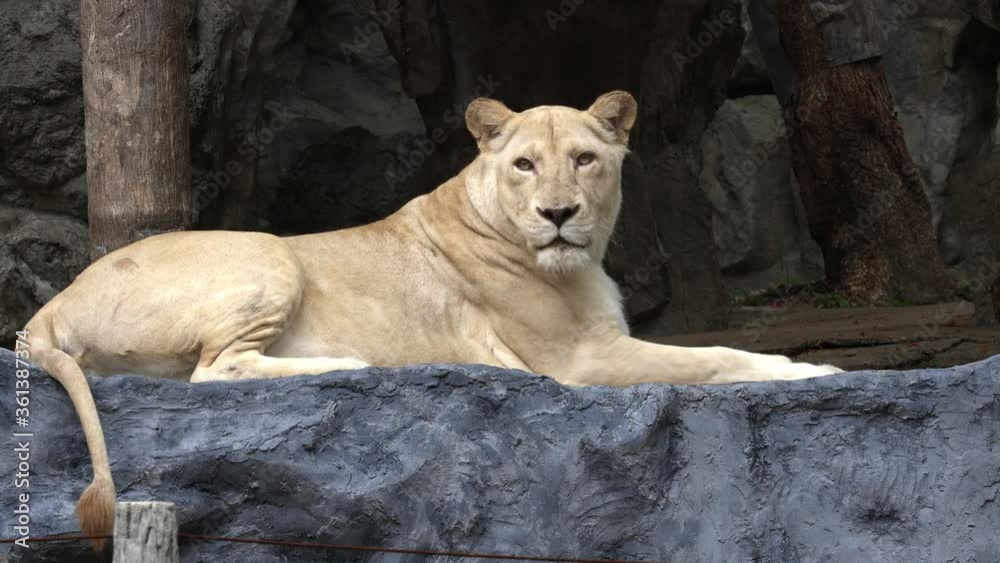 A female white lion or Panthera Leo with blonde fur is lying and looking around curiously in its habitat at a zoo. A female white lion or Panthera Leo with blonde fur is lying and looking around curiously in its habitat at a zoo.
