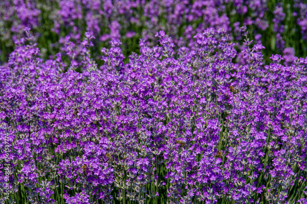 a bush with lavender flowers