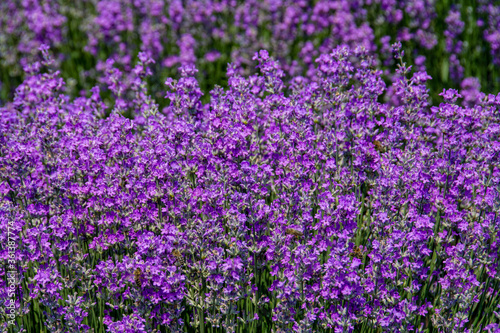 a bush with lavender flowers