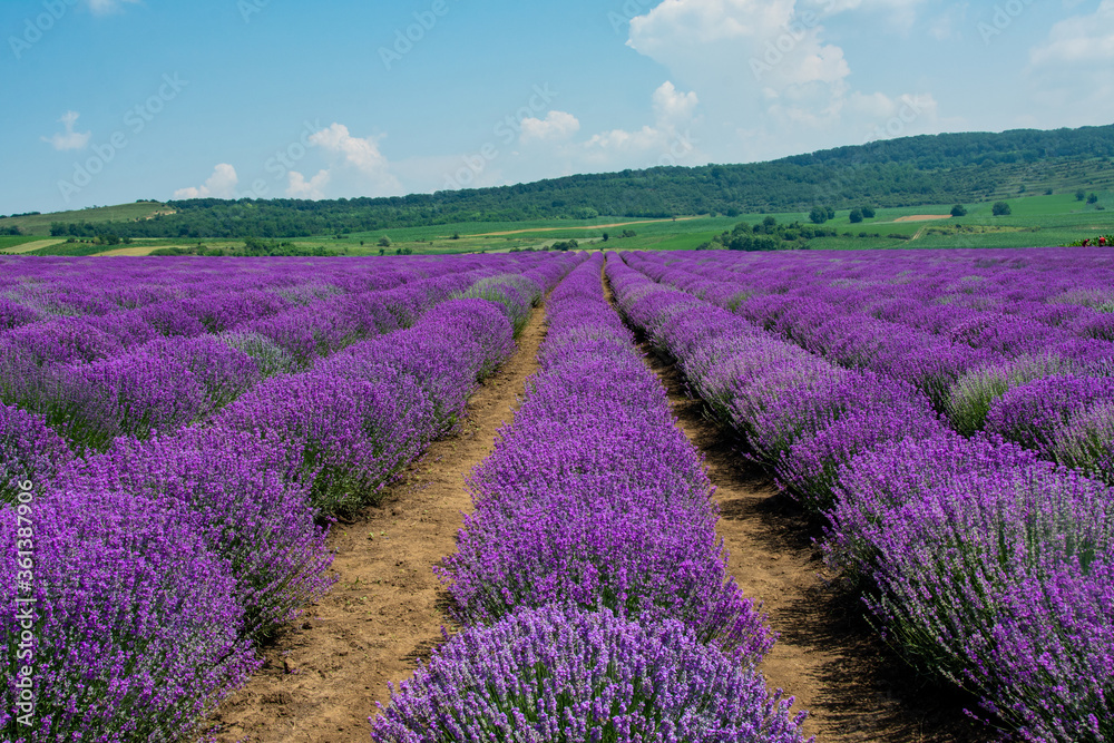 landscape with a field cultivated with lavender