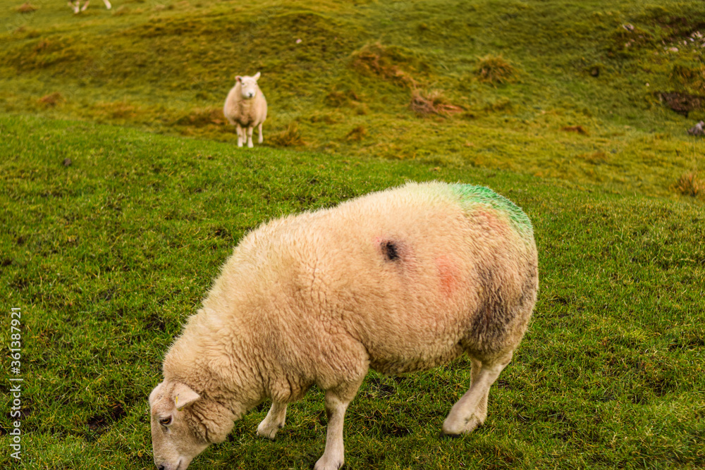 Obraz premium Photo of some beautiful white sheeps standing quiet and relax in nature in a UK landscape