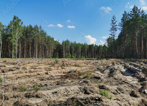 Thinning of trees in the forest
