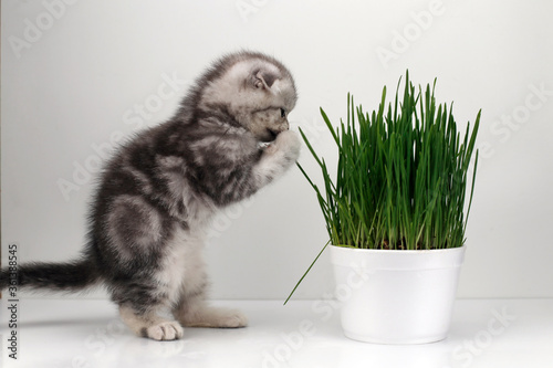 Little gray kitten and gosh with green grass of wheat.
 photo