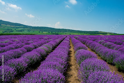 a field of lavender flowers with selective focus