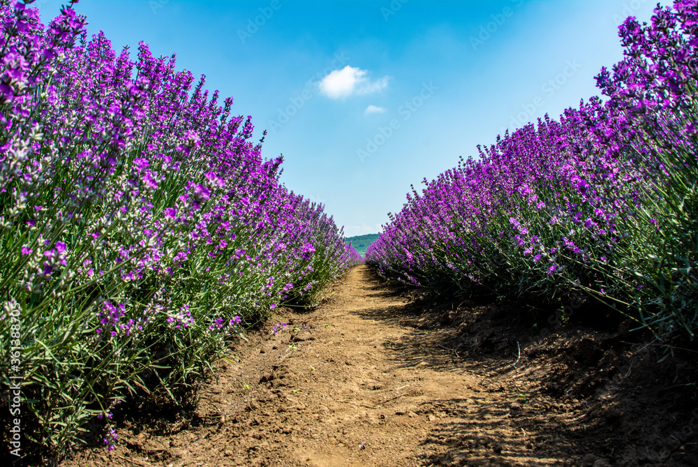 Obraz premium between rows of lavender with selective focus