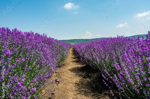 between rows of lavender with selective focus