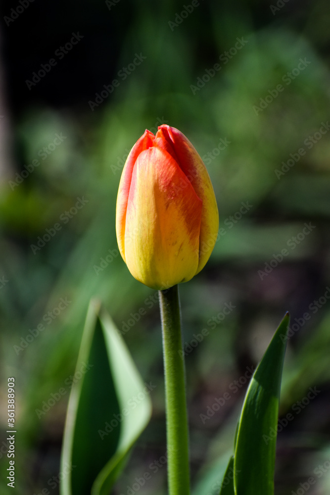 A closeup of a tulip getting ready to bloom A closeup of a tulip getting ready to bloom