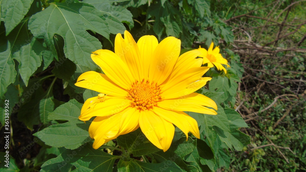 yellow flowers in the garden yellow flowers in the garden