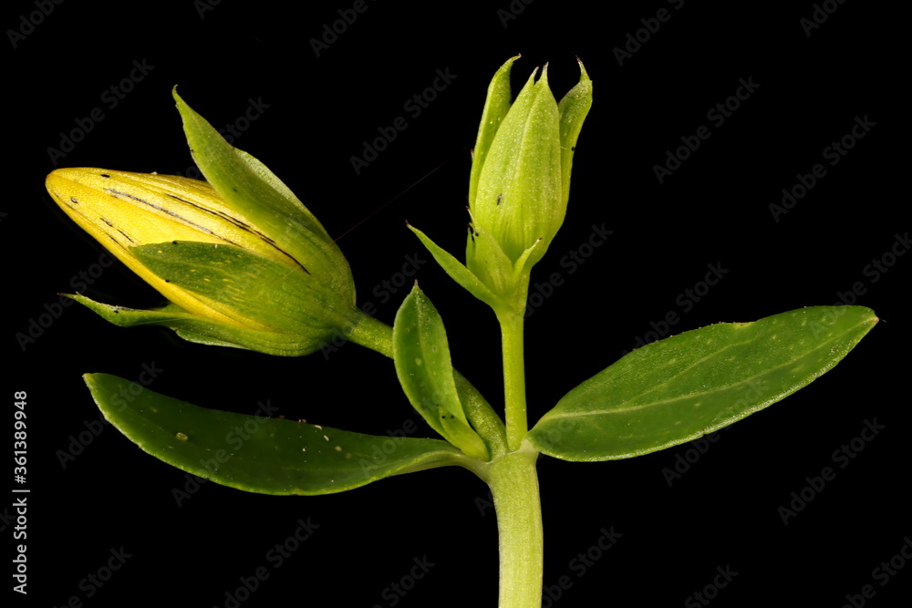 Perforate St. John's-Wort (Hypericum perforatum). Floral Buds Closeup - obrazy, fototapety, plakaty 