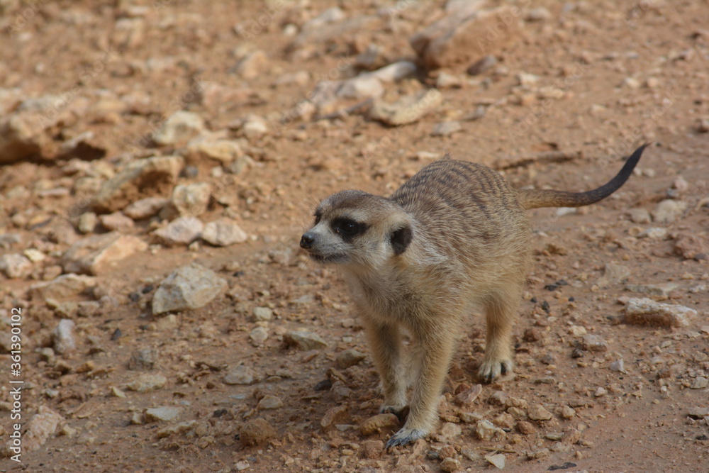 Fototapeta premium meerkat on guard