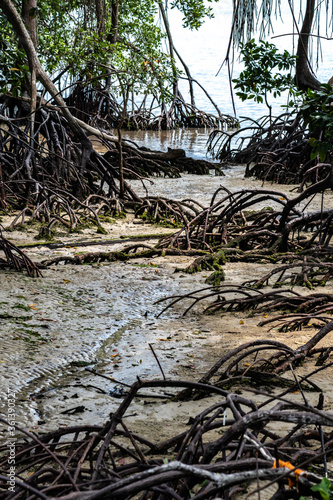 Mangrove Roots at Low Tide, Singapore © Hanjo Hellmann