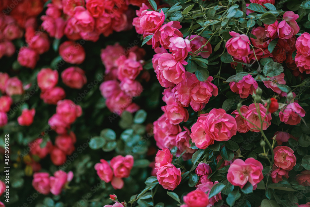 Beautiful blooming pink rose on a bush in the garden Beautiful blooming pink rose on a bush in the garden