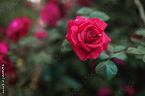 Beautiful blooming pink rose on a bush in the garden
