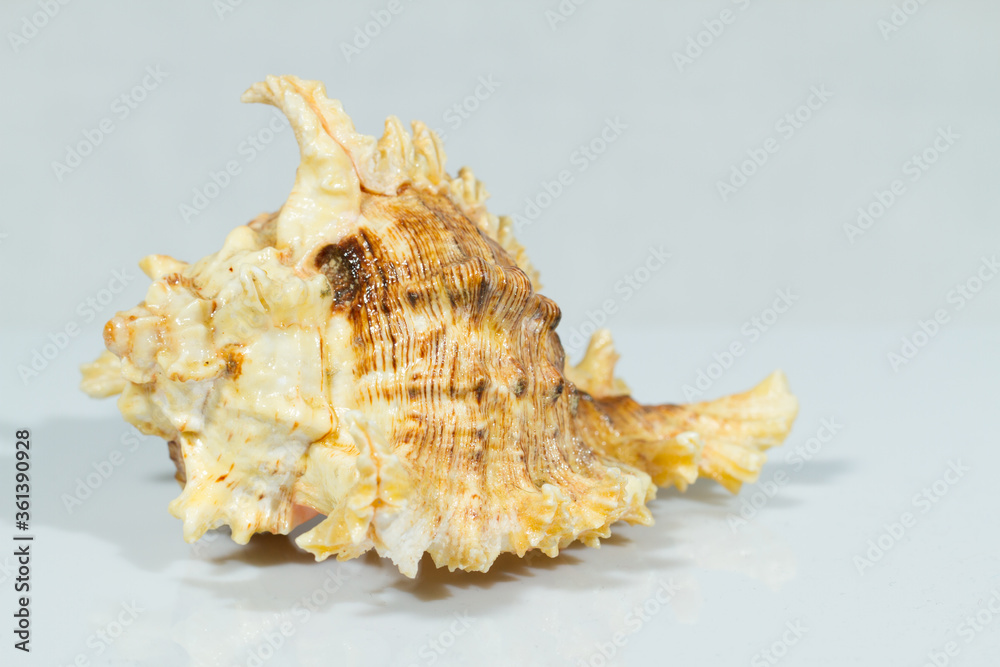 Close up of a spiral, curly and spiny shell in white background. White and brown coloration Close up of a spiral, curly and spiny shell in white background. White and brown coloration