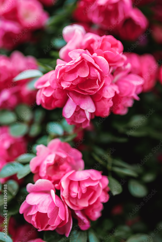 Beautiful blooming pink rose on a bush in the garden