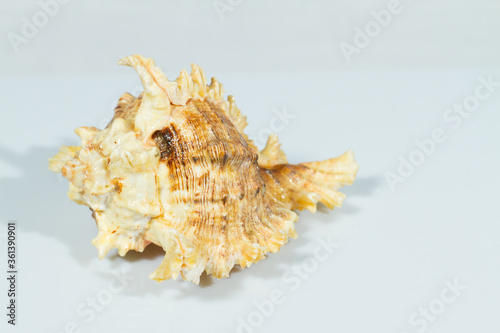 Close up of a spiral, curly and spiny shell in white background. White and brown coloration