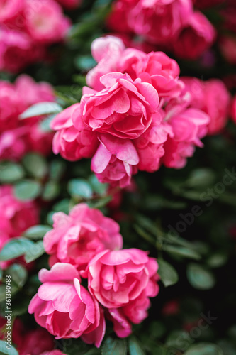 Beautiful blooming pink rose on a bush in the garden