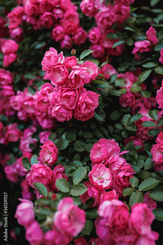 Beautiful blooming pink rose on a bush in the garden © Parfenova