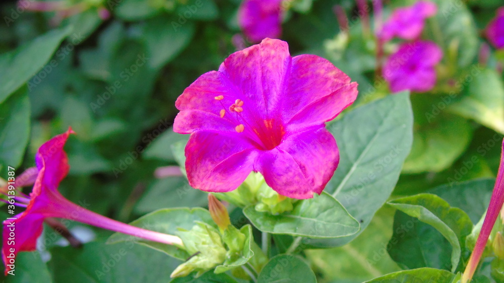 pink and purple flowers