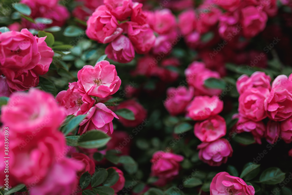Bushes of pink roses. Flowering time, natural flower fence. Gardening, plants for landscape design. Bushes of pink roses. Flowering time, natural flower fence. Gardening, plants for landscape design.