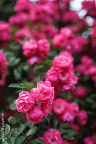 Beautiful blooming pink rose on a bush in the garden
