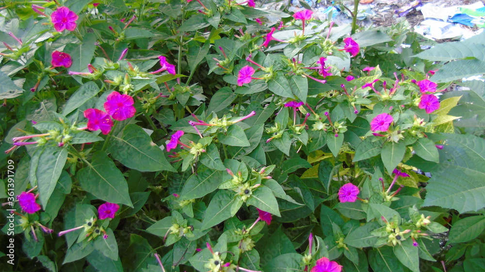 pink flowers in the garden