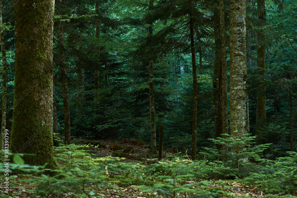 Beautiful summer confireous forest Beautiful summer confireous forest
