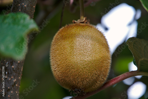 Kiwi fruit hanging from its plant at harvest time