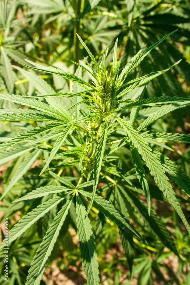 Bush hemp background. legalization Bush hemp background. legalization