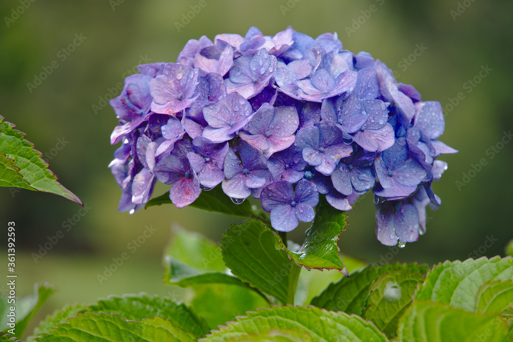 Beautiful hydrangea or hydrangea flower close up after raining in autumn. Natural artistic background
Beautiful hydrangea or hydrangea flower close up after raining in autumn. Natural artistic background