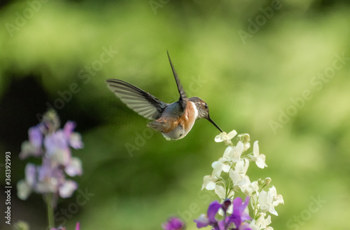 Rufous Hummingbird 3171