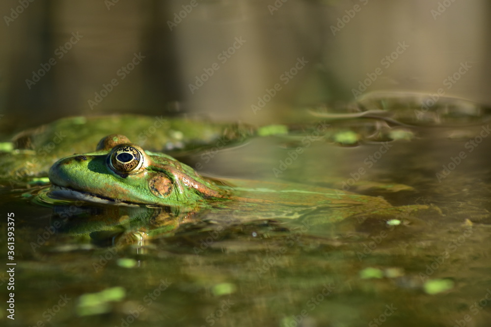 a green frog sits on seaweed on the river a green frog sits on seaweed on the river