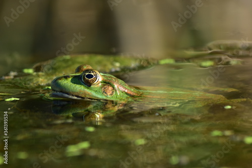 a green frog sits on seaweed on the river © Андрей Семенякин