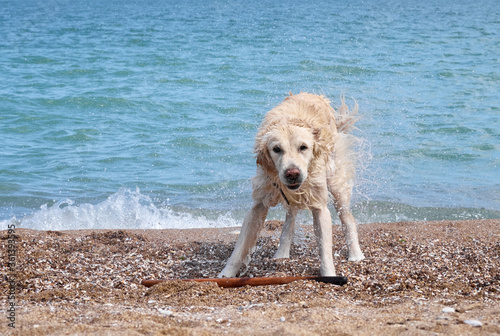 White golden labrador retriever dog on the beach © Kulbabka