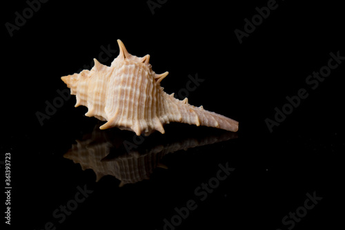 Close up Sea shell with spikes isolated on black background with reflection for science