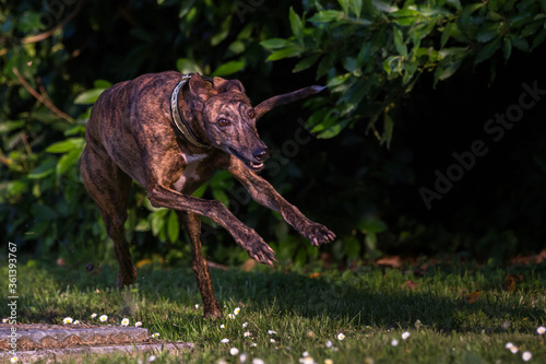 Spanish Greyhound Galgo dog in a weird funny position while running on the grass near a forest