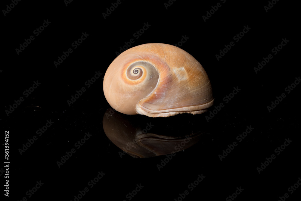 Close up Curly Sea shell isolated on black background with reflection for science Close up Curly Sea shell isolated on black background with reflection for science