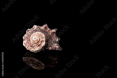 Close up Curly and spiny Sea shell isolated on black background with reflection for science