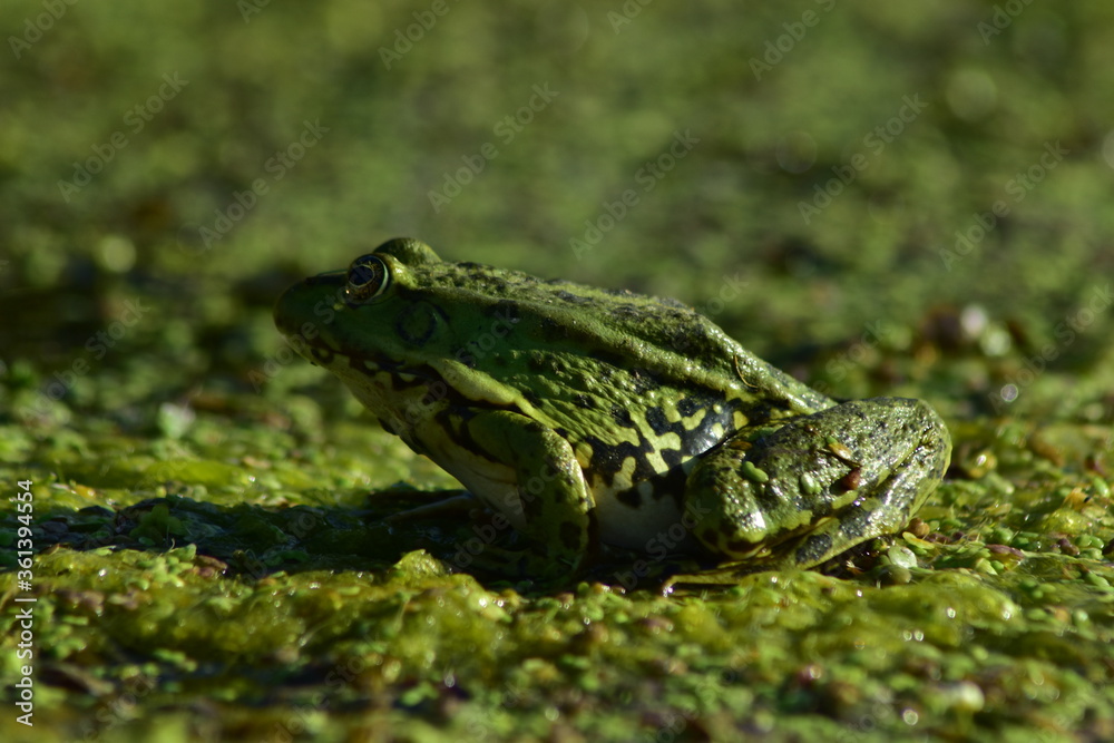a green frog sits on seaweed on the river a green frog sits on seaweed on the river