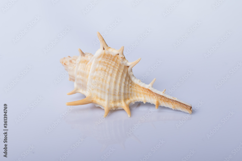 Close up of beautiful spiny and curly Sea shell isolated on white background with reflection for science Close up of beautiful spiny and curly Sea shell isolated on white background with reflection for science