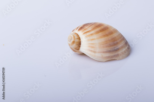 Close up Sea shell isolated on white background with reflection for science