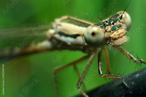 Macro shots, Beautiful nature scene dragonfly. Showing of eyes and wings detail. © Maksim Selin