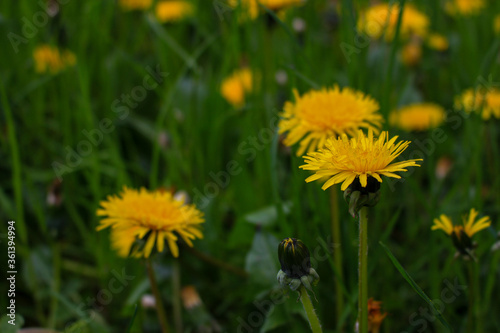 Dandelion