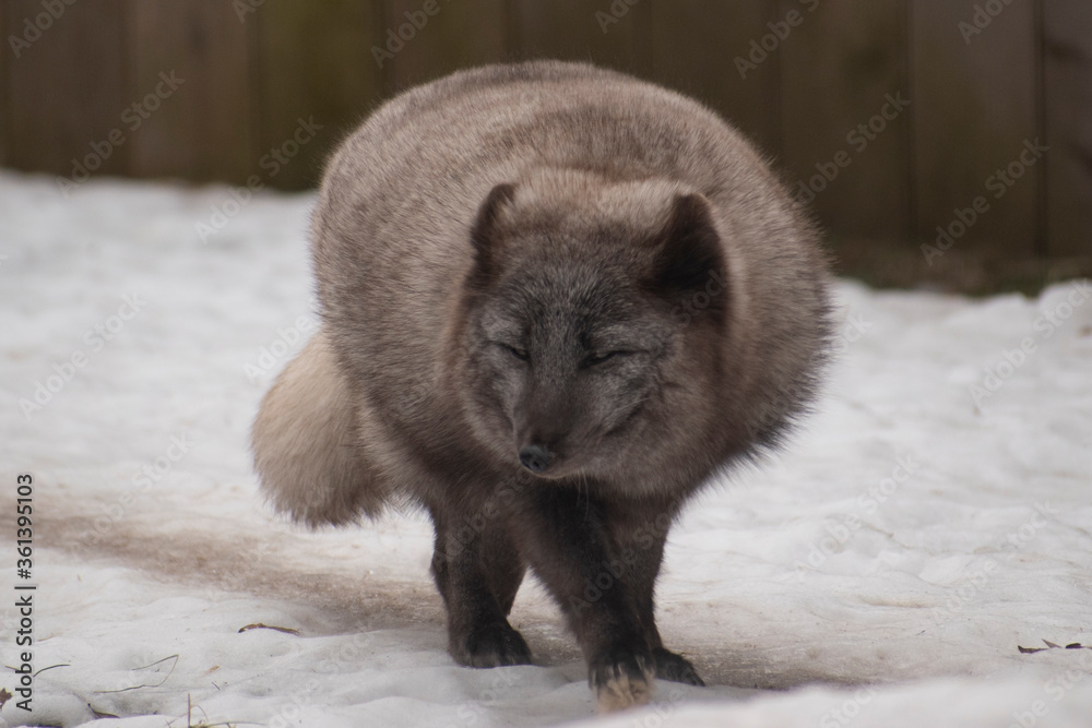 A male arctic fox walks through the snow A male arctic fox walks through the snow