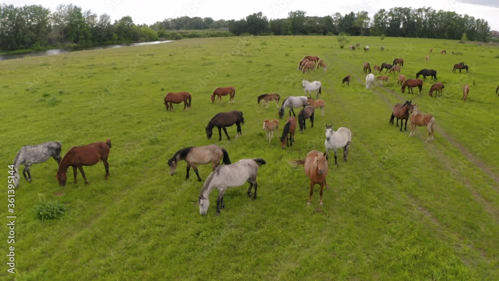 A herd of horses graze in a green meadow along the river A herd of horses graze in a green meadow along the river